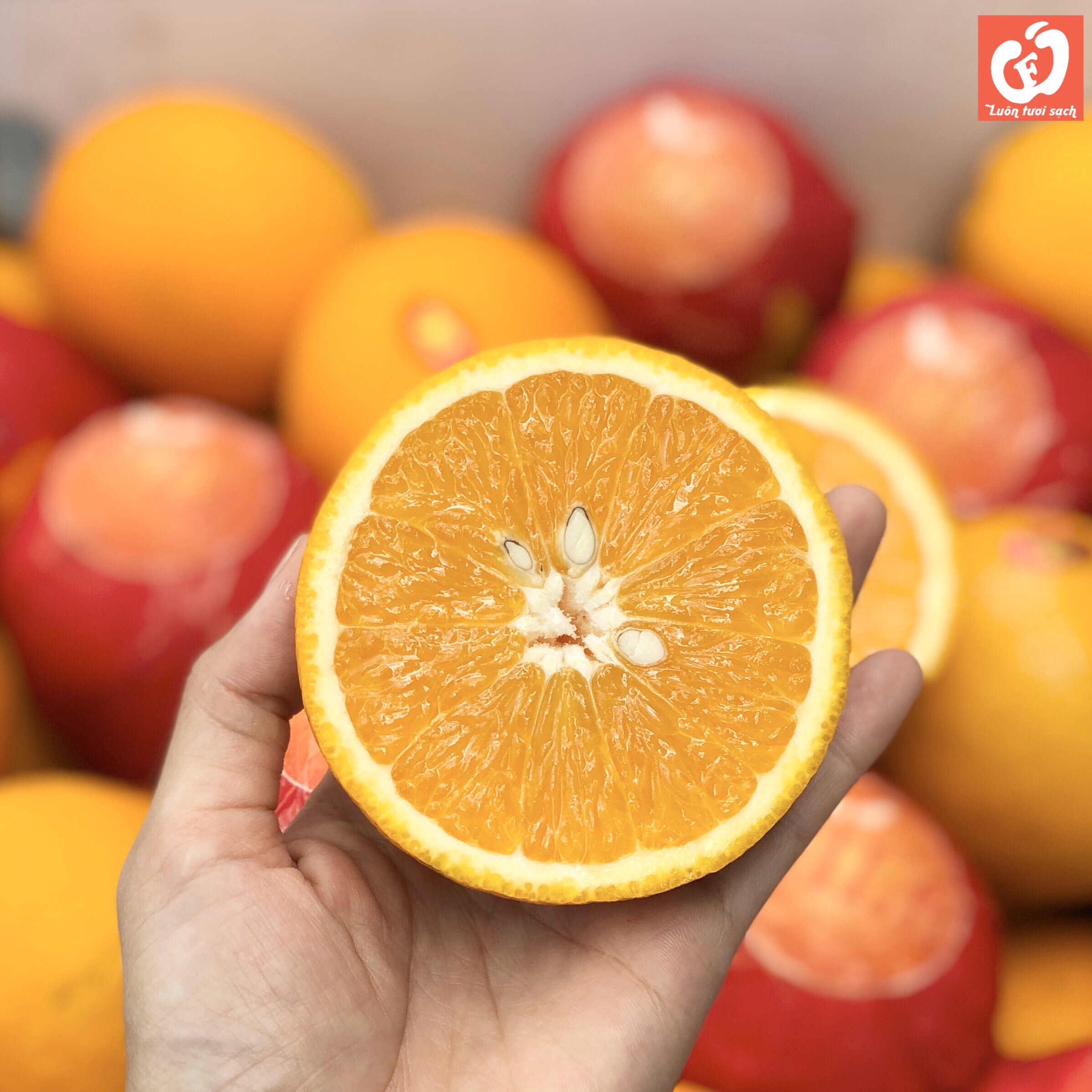Cam ruột vàng Ai Cập