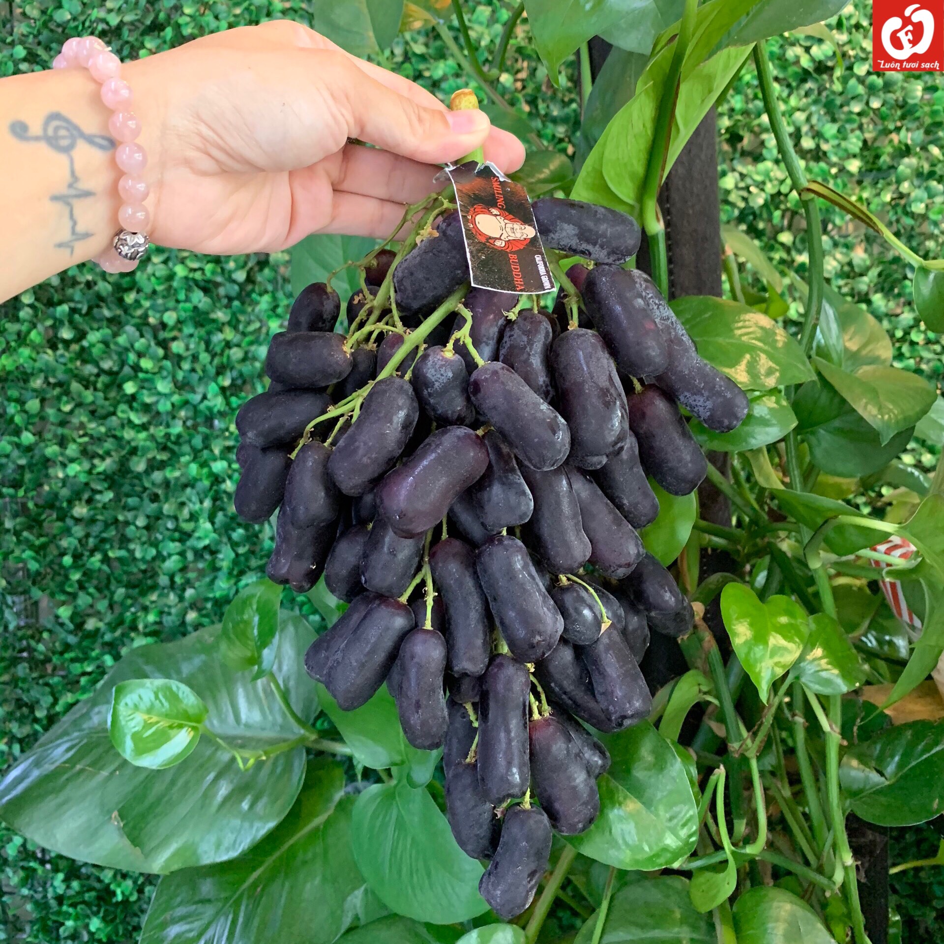 Nho đen ngón tay Sweet Sapphire Mỹ
