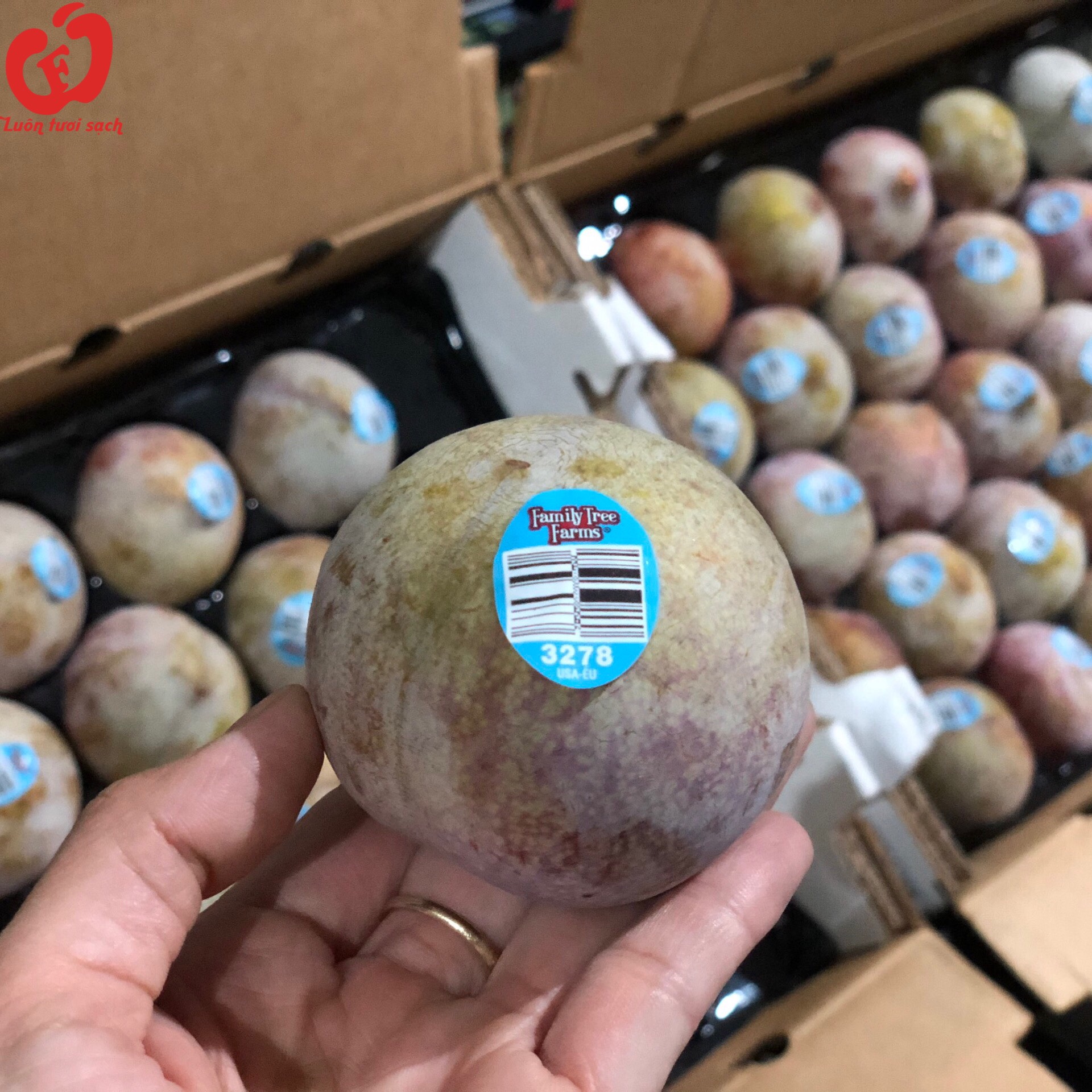 Mận Xanh Khủng Long Mỹ