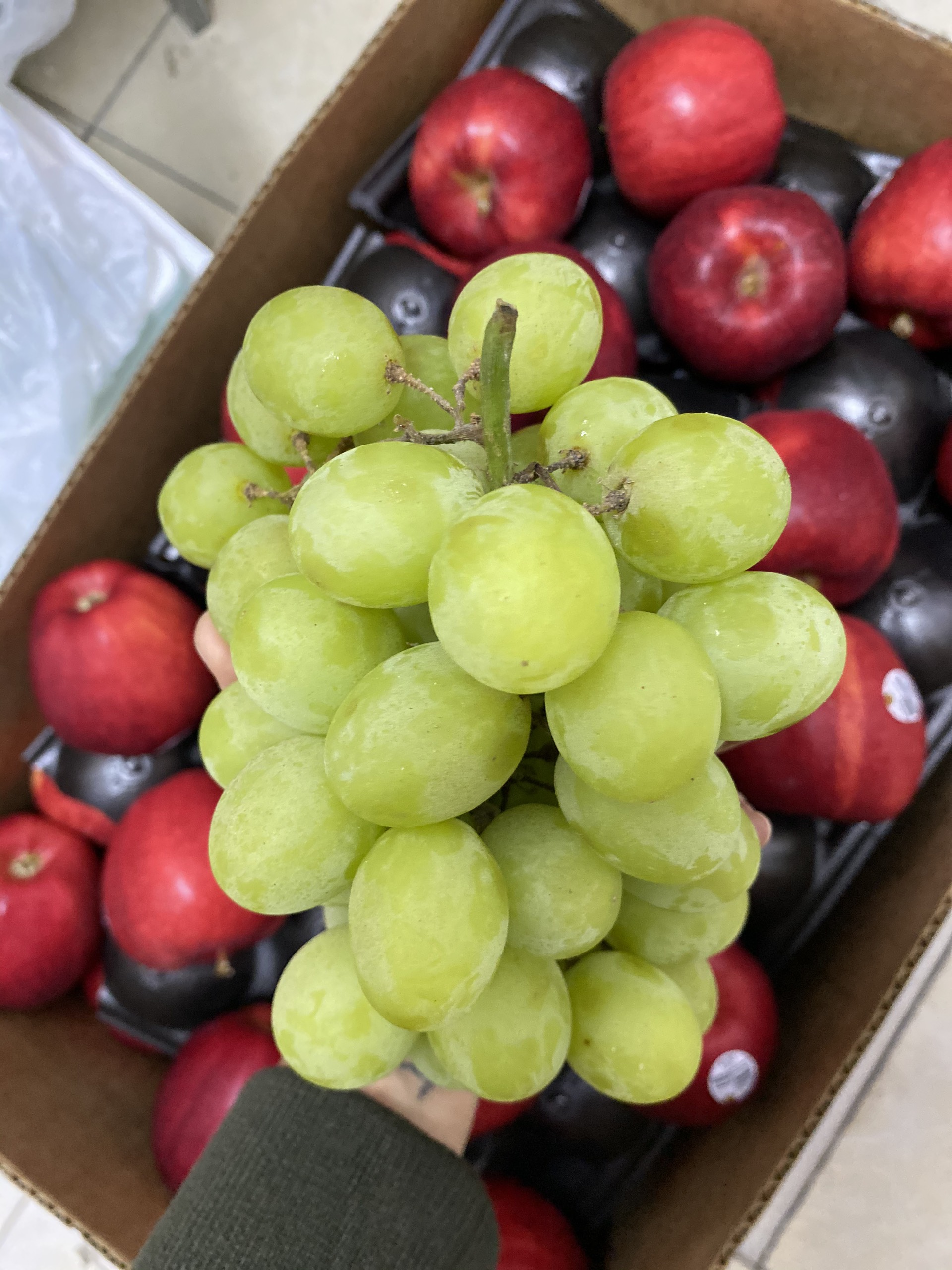 Nho xanh Autumn Crisp Mỹ