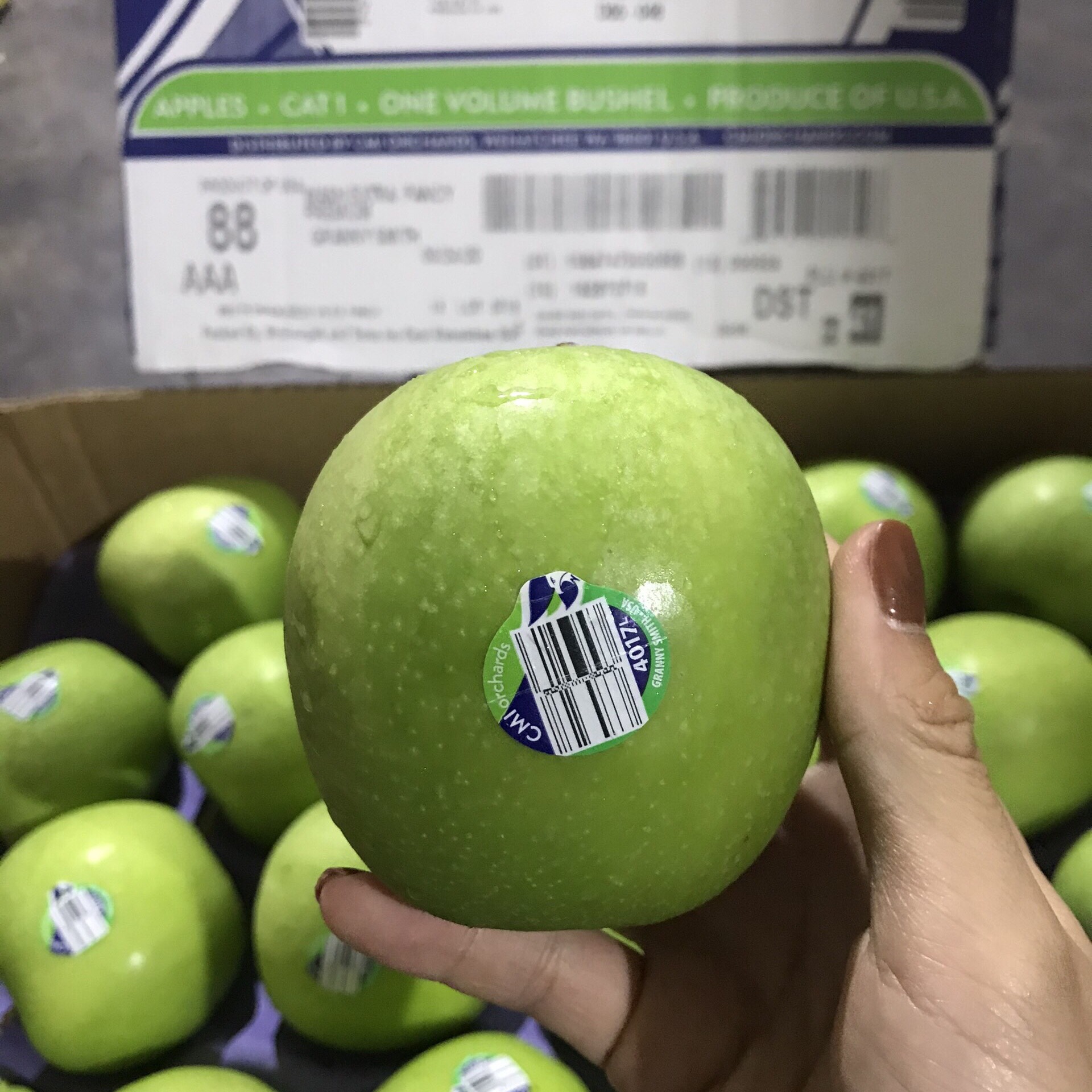Táo xanh Granny Smith Mỹ