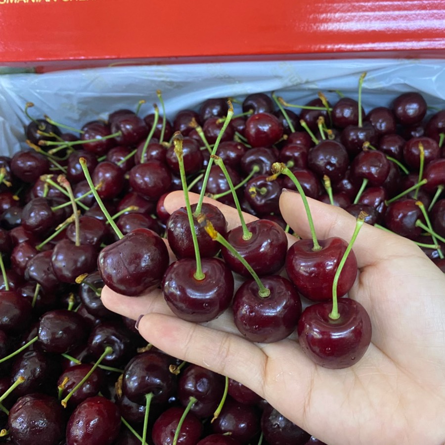 Cherry Simone size 26 -28 hiệu Reid Fruits
