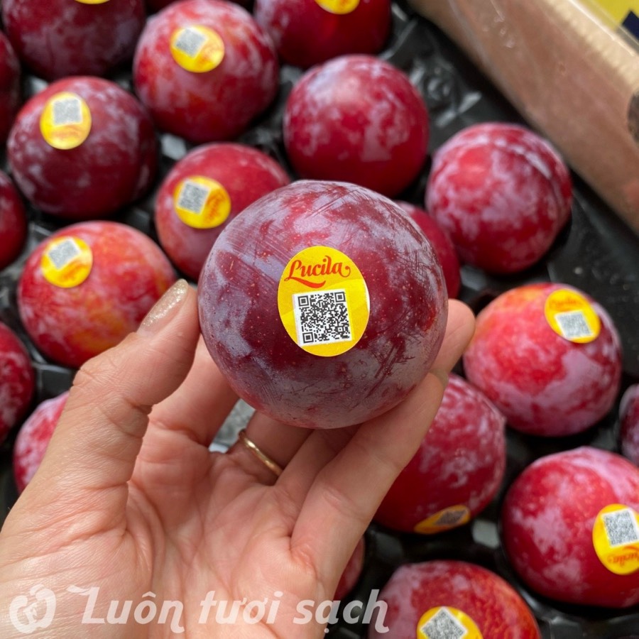 Mận khủng long ruột vàng Chile