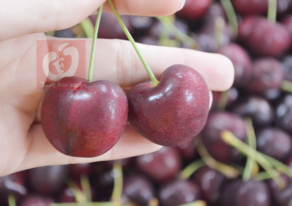 Cách các nhà nhập khẩu vận chuyển cherry tươi ngon về Việt Nam