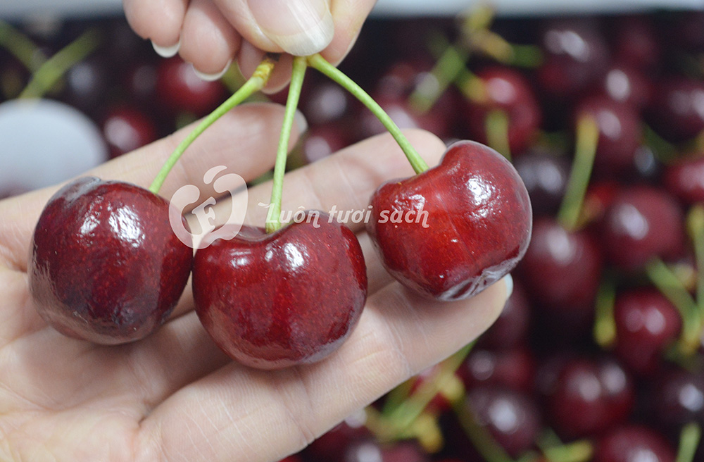 [Image: cherry-do-uc4.jpg]