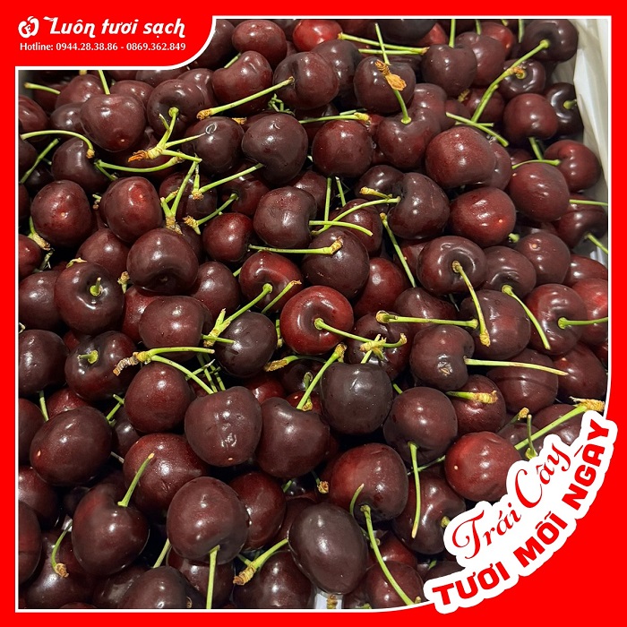 Cherry Super Treat Mỹ